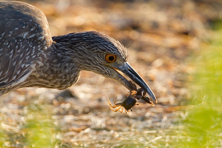 Krabbenreiher Nyctanassa violacea Yellow-crowned Night Heron